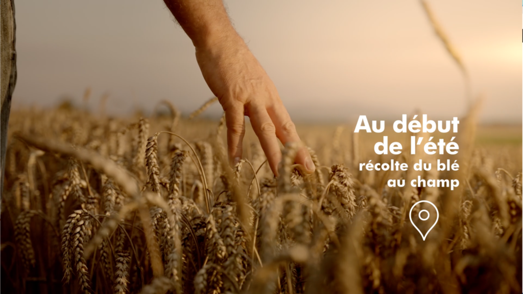 Grands Moulins de Paris film les levains, vue d'une main caressant des épis de blé dans un champ au mois de juillet