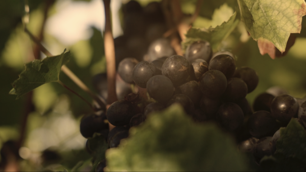 Extrait du film In Vino (film publicitaire sur création du vin). Grappe de raisin dans les vignes du côte de PY à Morgon dans le beaujolais